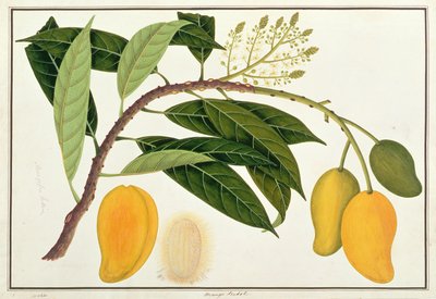 Mango Bodol, uit Tekeningen van Planten uit Malakka, c.1805-18 door Chinese School